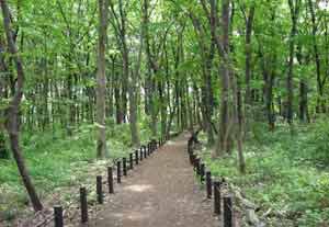 写真:相模原中央緑地(木もれびの森)