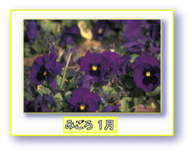 写真:パンジー みごろ 1月