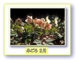 写真:クリスマスローズ みごろ 2月