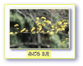 写真:サンシュウ みごろ 3月