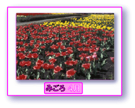 写真:チューリップ みごろ 4月
