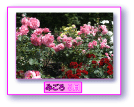 写真:バラ みごろ 5月
