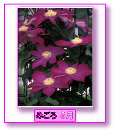 写真:クレマチス みごろ 5月