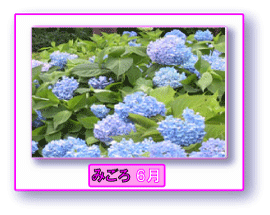 写真:アジサイ みごろ 6月