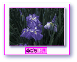 写真:ハナショウブ みごろ 6月