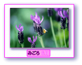 写真:ラベンダー みごろ 6月