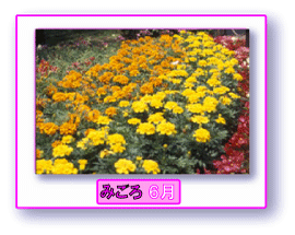 写真:マリーゴールド みごろ 6月