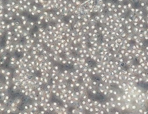 クドア・セプテンプンクタータ