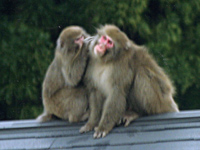 猿の写真