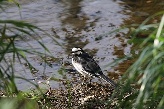 ハクセキレイの写真