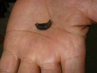 ヤマビルの画像