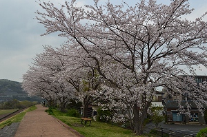 高田橋上流堤の桜の写真01