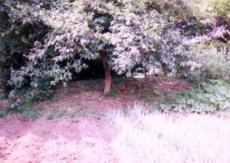 写真:上磯部の土塁