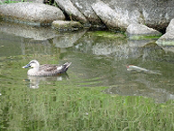 カルガモと鯉が泳ぐ風景(県立相模原公園)の拡大写真を表示