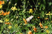 キバナコスモスとアゲハ(相模原麻溝公園)の拡大写真を表示