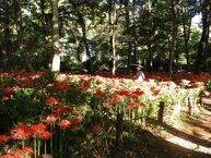 相模原北公園のヒガンバナ(2023年9月撮影分)の拡大写真を表示