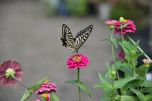 花と蝶(2023年9月撮影分)の拡大写真を表示