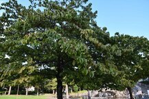 ハナミズキ（相模大野中央公園） （2024年9月撮影）の拡大写真を表示