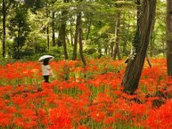相模原北公園の彼岸花の拡大写真を表示