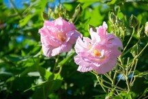 色づく酔芙蓉の拡大写真を表示