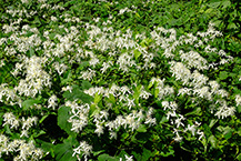 センニンソウ（津久井湖城山公園）（2024年9月撮影）の拡大写真を表示