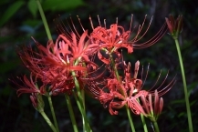 こもれび(津久井城山公園)の拡大写真を表示