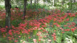彼岸花(相模原北公園)の拡大写真を表示