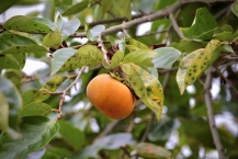 城山かたくりの里に成る柿の実の拡大写真を表示
