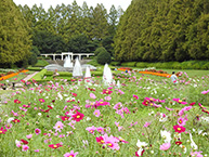 コスモス（県立相模原公園）（2025年10月撮影分）の拡大写真を表示