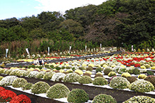 ざる菊　満開！！（新磯）（2024年11月撮影）の拡大写真を表示