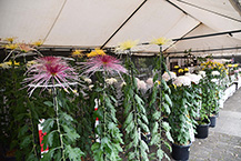 相模原市菊花競技会（相模原麻溝公園）（2024年11月撮影）の拡大写真を表示