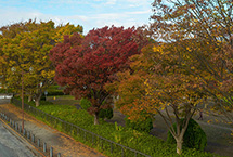 紅葉 ＠麻溝公園（2024年11月撮影）の拡大写真を表示
