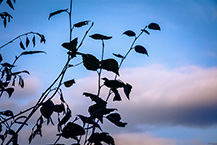 秋の夕暮れのシルエット（緑区中野）（2024年11月撮影）の拡大写真を表示