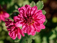 新磯のざる菊 at 葛坂歴史公園南（2025年11月分）の拡大写真を表示