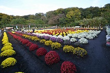新磯ざる菊花見会（2025年11月分）の拡大写真を表示