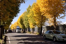 下九沢アジサイ通りの銀杏並木（2025年11月分）の拡大写真を表示