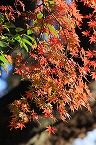 大沼神社の紅葉（2025年11月分）の拡大写真を表示
