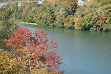 水辺の紅葉（緑区日連）（2025年11月分）の拡大写真を表示