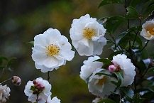 寒椿（相模湖地区）（2025年11月分）の拡大写真を表示