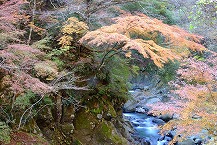 晩秋の早戸川渓谷（2025年11月分）の拡大写真を表示