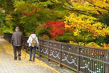 深まる秋の中を歩く（相模原麻溝公園）（2025年11月分）の拡大写真を表示