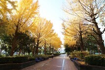 イチョウの黄葉(相模原北公園)(2023年12月撮影分)の拡大写真を表示
