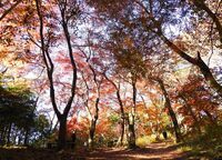 評議原の紅葉(2023年12月撮影分)の拡大写真を表示