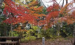 評議原の紅葉(2023年12月撮影分)の拡大写真を表示