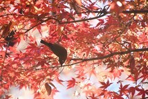 メジロとモミジ(県立相模原公園)(2023年12月撮影分)の拡大写真を表示