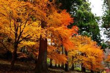 晩秋の紅葉(津久井湖城山公園)(2023年12月撮影分)の拡大写真を表示