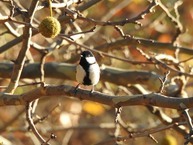 亜米利加鈴懸の木とシジュウカラ(相模原麻溝公園)の拡大写真を表示