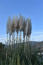 内郷地区のパンパスグラス(2023年12月撮影分)の拡大写真を表示