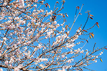 残り葉少ない桜満開(津久井商店街)(2024年12月撮影分)の拡大写真を表示