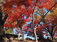 鹿沼公園12月の紅葉(2024年12月撮影分)の拡大写真を表示